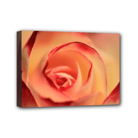 Rose Orange Rose Blossom Bloom Mini Canvas 7  X 5  by Celenk