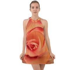 Rose Orange Rose Blossom Bloom Halter Tie Back Chiffon Dress by Celenk