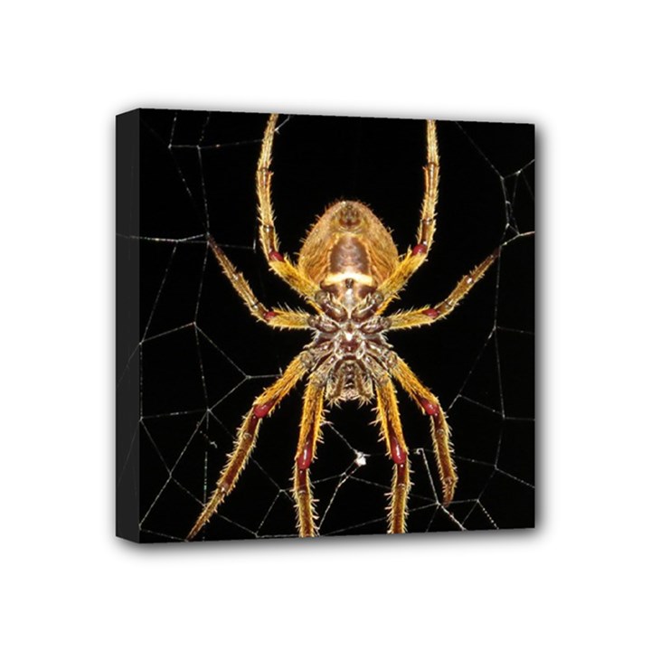 Nsect Macro Spider Colombia Mini Canvas 4  x 4 