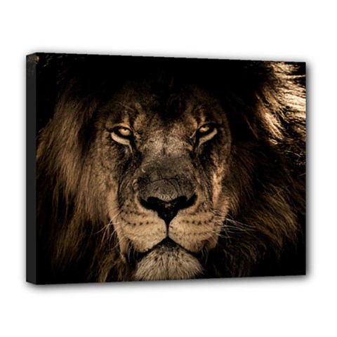 African Lion Mane Close Eyes Canvas 14  X 11  by Celenk