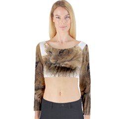 Lion Cub Close Cute Eyes Lookout Long Sleeve Crop Top by Celenk