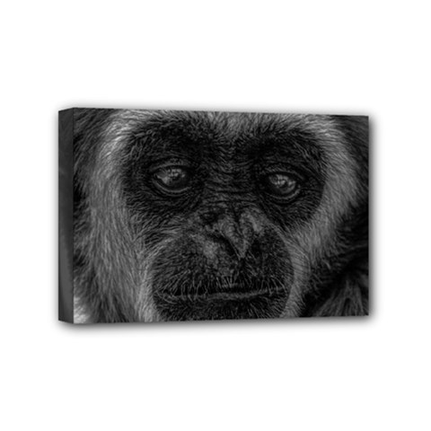 Gibbon Wildlife Indonesia Mammal Mini Canvas 6  X 4  by Celenk