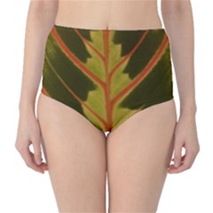 Amaranthus High-waist Bikini Bottoms by DeneWestUK