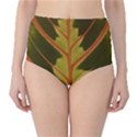 Amaranthus High-Waist Bikini Bottoms View1