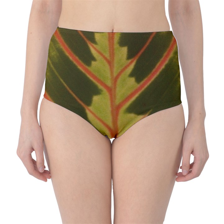 Amaranthus High-Waist Bikini Bottoms