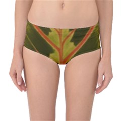 Amaranthus Mid-waist Bikini Bottoms by DeneWestUK