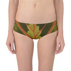 Amaranthus Classic Bikini Bottoms by DeneWestUK