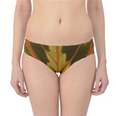 Amaranthus Hipster Bikini Bottoms by DeneWestUK