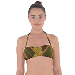 Amaranthus Halter Bandeau Bikini Top by DeneWestUK