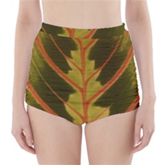 Amaranthus High-waisted Bikini Bottoms by DeneWestUK