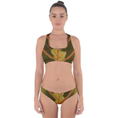 Amaranthus Cross Back Hipster Bikini Set by DeneWestUK