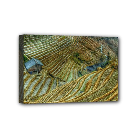 Rice Field China Asia Rice Rural Mini Canvas 6  X 4  by Celenk