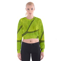 Green Leaf Plant Nature Structure Cropped Sweatshirt by Nexatart