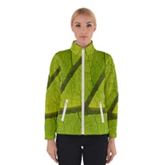 Green Leaf Plant Nature Structure Winterwear by Nexatart