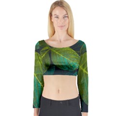 Green Plant Leaf Foliage Nature Long Sleeve Crop Top by Nexatart