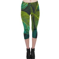 Green Plant Leaf Foliage Nature Capri Leggings  by Nexatart