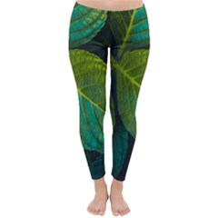 Green Plant Leaf Foliage Nature Classic Winter Leggings by Nexatart