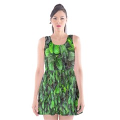 The Leaves Plants Hwalyeob Nature Scoop Neck Skater Dress by Nexatart