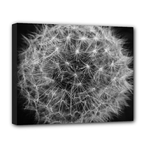 Dandelion Fibonacci Abstract Flower Deluxe Canvas 20  X 16   by Nexatart