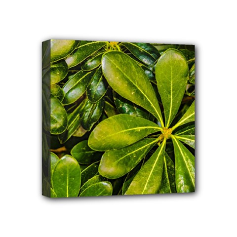 Top View Leaves Mini Canvas 4  X 4  by dflcprints