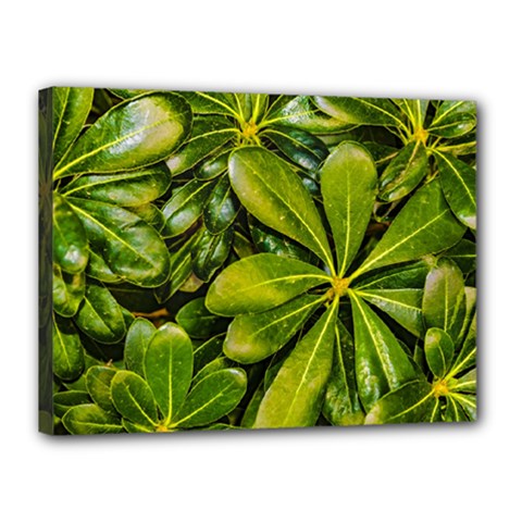 Top View Leaves Canvas 16  X 12  by dflcprints