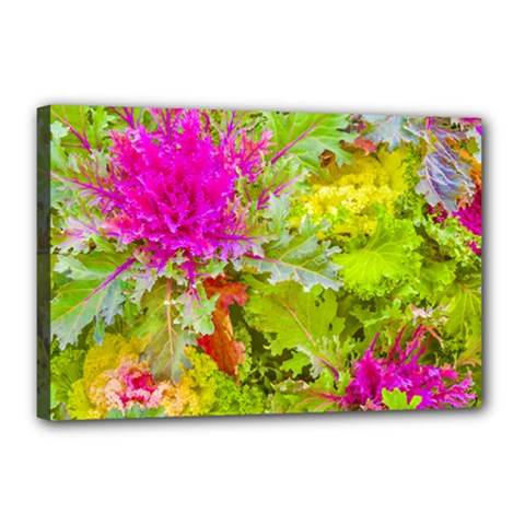 Colored Plants Photo Canvas 18  X 12  by dflcprints