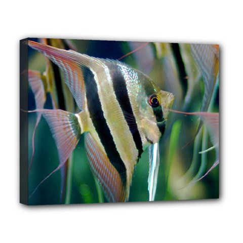 Angelfish 1 Deluxe Canvas 20  X 16   by trendistuff