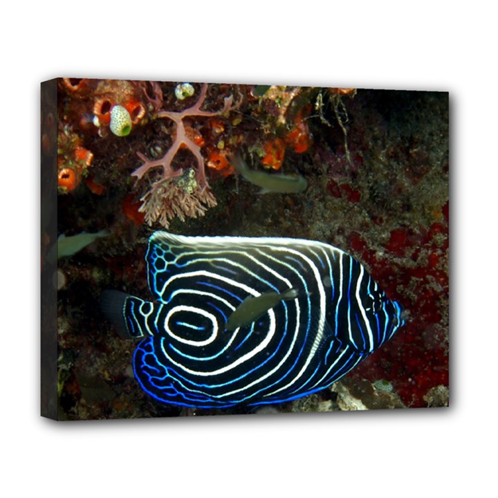 ANGELFISH 2 Deluxe Canvas 20  x 16  