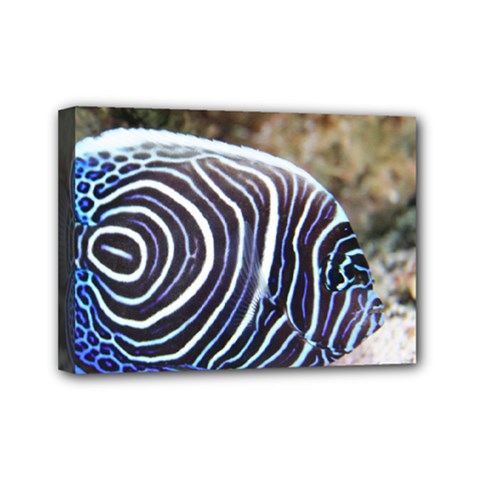 Angelfish 3 Mini Canvas 7  X 5  by trendistuff