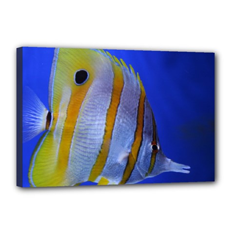 Butterfly Fish 1 Canvas 18  X 12  by trendistuff