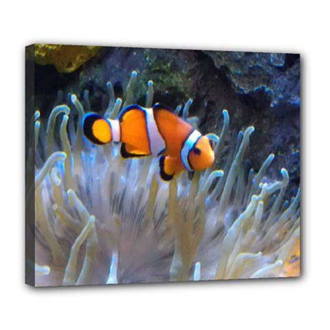 Clownfish 2 Deluxe Canvas 24  X 20   by trendistuff