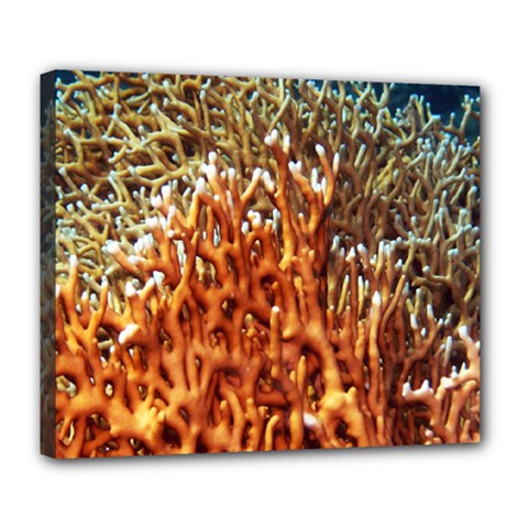 Fire Coral 1 Deluxe Canvas 24  X 20   by trendistuff