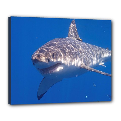 GREAT WHITE SHARK 5 Canvas 20  x 16 