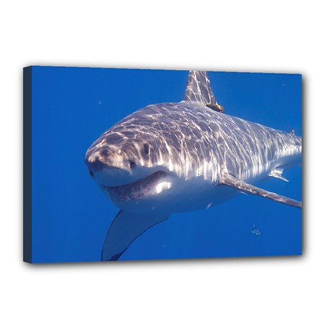 GREAT WHITE SHARK 5 Canvas 18  x 12 