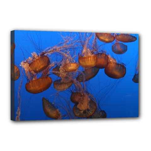 Jellyfish Aquarium Canvas 18  X 12  by trendistuff