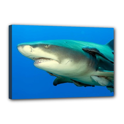 Lemon Shark Canvas 18  X 12  by trendistuff