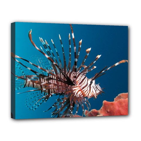 Lionfish 1 Canvas 14  X 11  by trendistuff