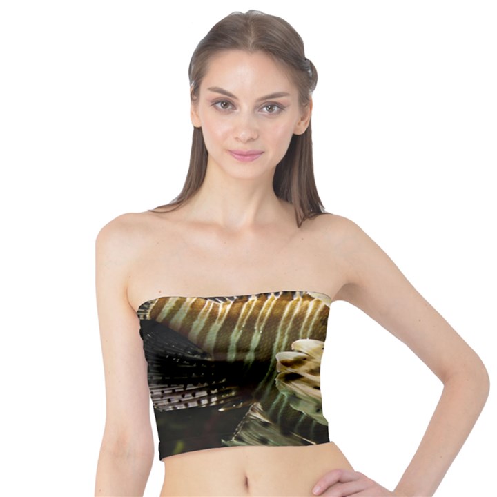 LIONFISH 3 Tube Top