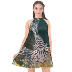 Lionfish 4 Halter Neckline Chiffon Dress  by trendistuff