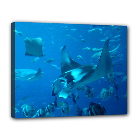 Manta Ray 2 Canvas 14  X 11  by trendistuff