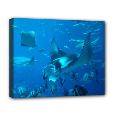 Manta Ray 2 Deluxe Canvas 20  X 16   by trendistuff