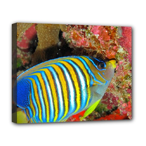 Regal Angelfish Deluxe Canvas 20  X 16   by trendistuff