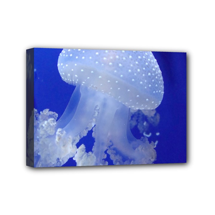 SPOTTED JELLYFISH Mini Canvas 7  x 5 