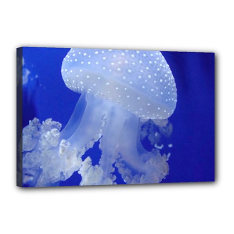 Spotted Jellyfish Canvas 18  X 12  by trendistuff