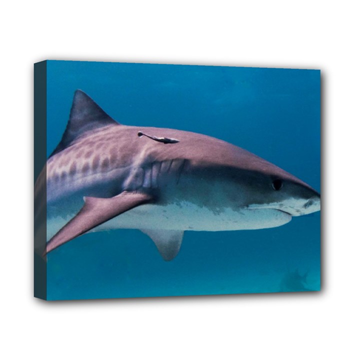 TIGER SHARK 1 Canvas 10  x 8 