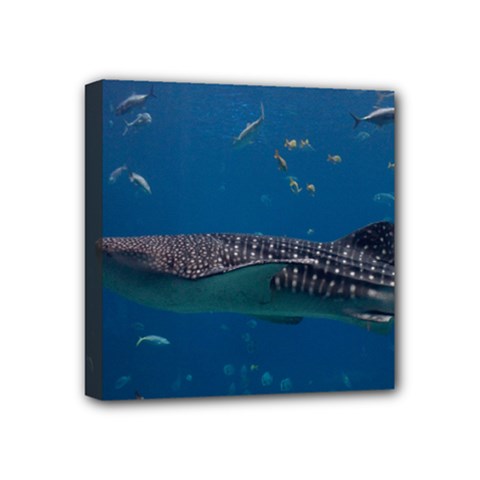 Whale Shark 1 Mini Canvas 4  X 4  by trendistuff