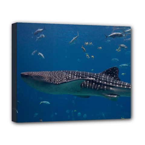 Whale Shark 1 Deluxe Canvas 20  X 16   by trendistuff