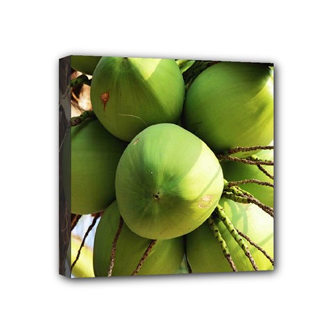 Coconuts 1 Mini Canvas 4  X 4  by trendistuff