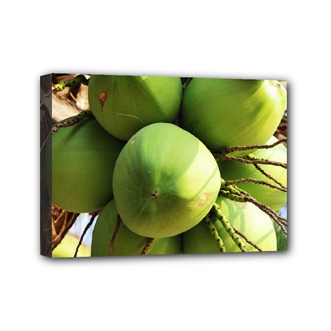 Coconuts 1 Mini Canvas 7  X 5  by trendistuff