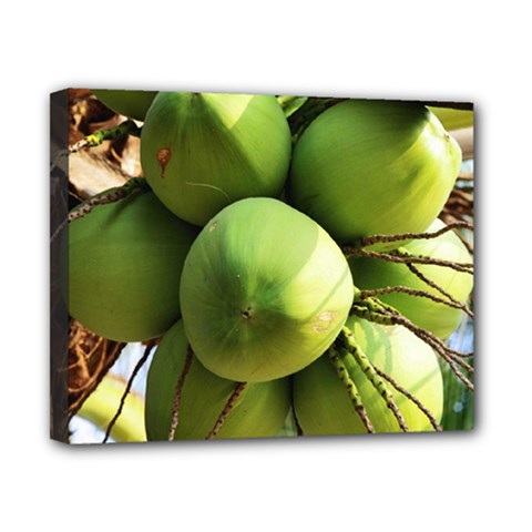 Coconuts 1 Canvas 10  X 8  by trendistuff